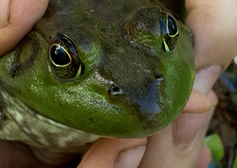 zoomed in on the frog nose